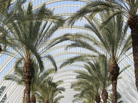 Valencia: World capital of Oranges